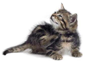 Vlooien- en Tekenbestrijding